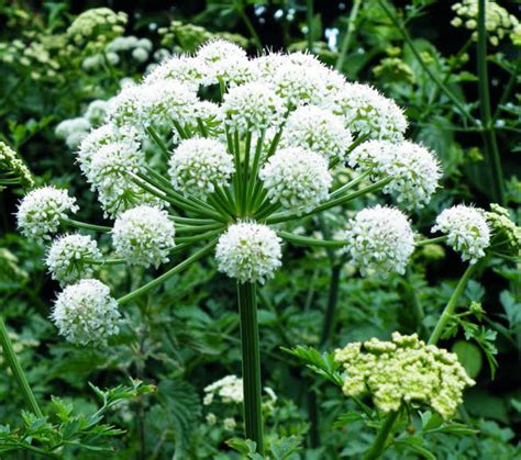 where to buy angelica root.